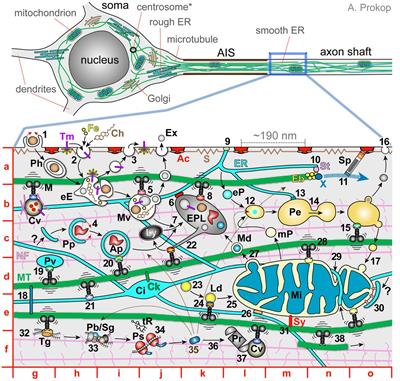 How neurons maintain their axons long-term: an integrated view of axon biology and pathology